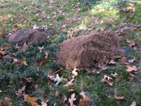 Moles and Gophers