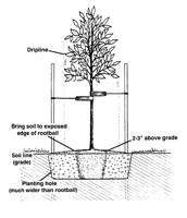 Planting Trees and Shrubs