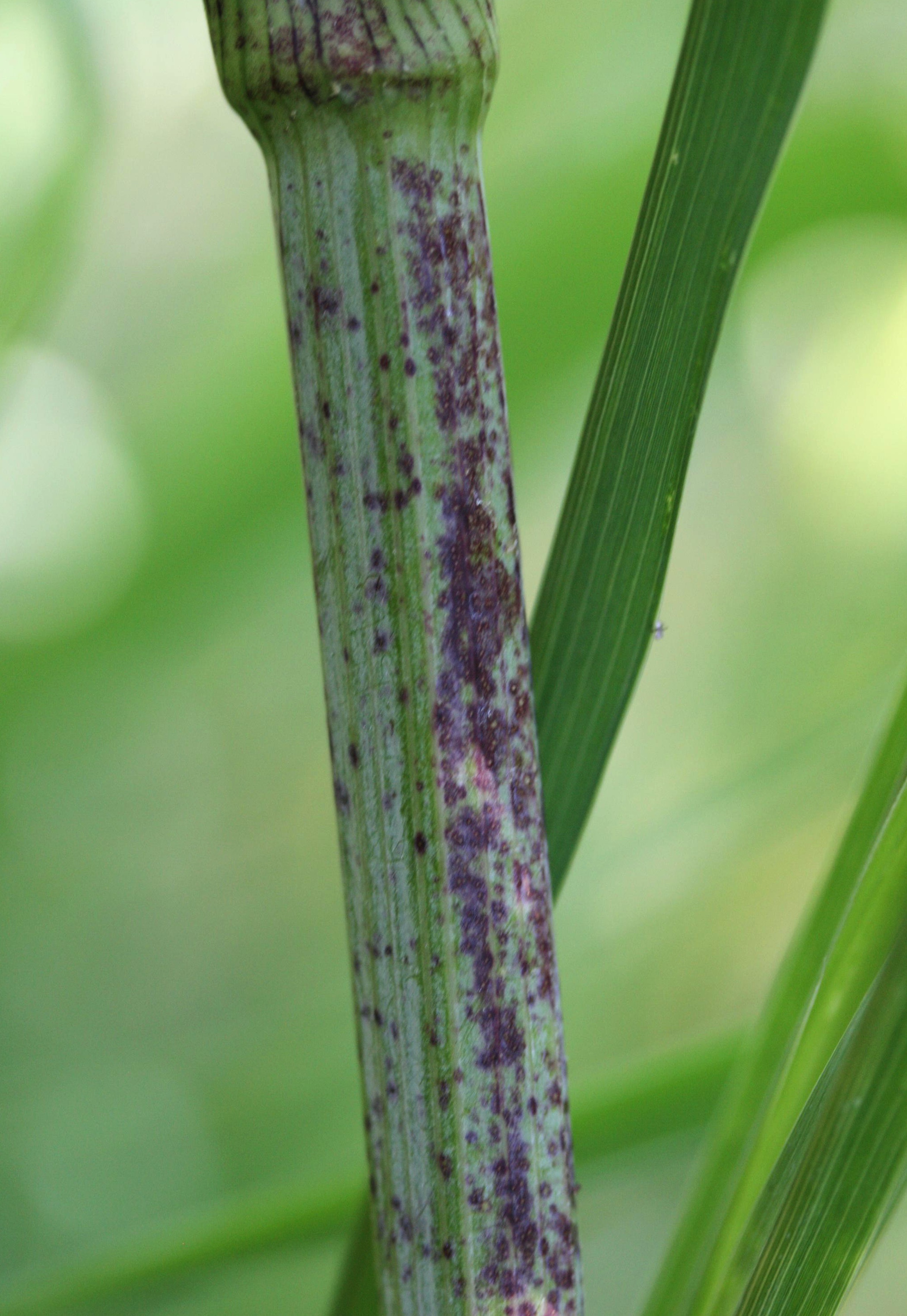 Photo of purple spots on a poison hemlock stem