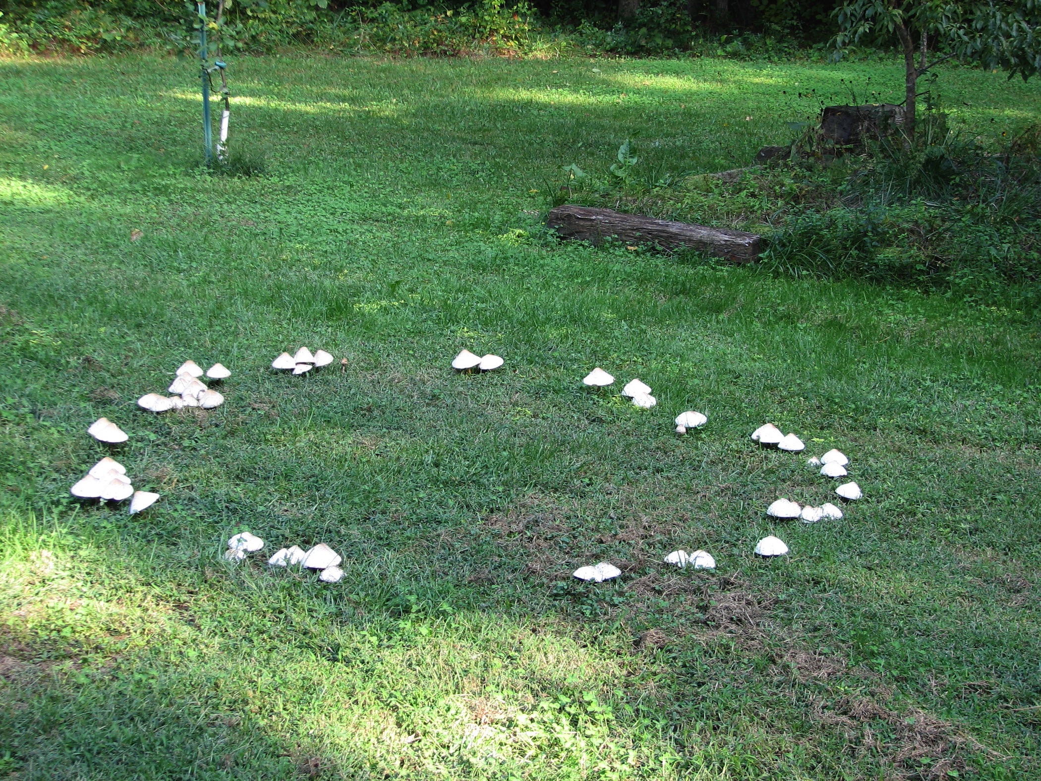 photo of white mushrooms in a fairy ring