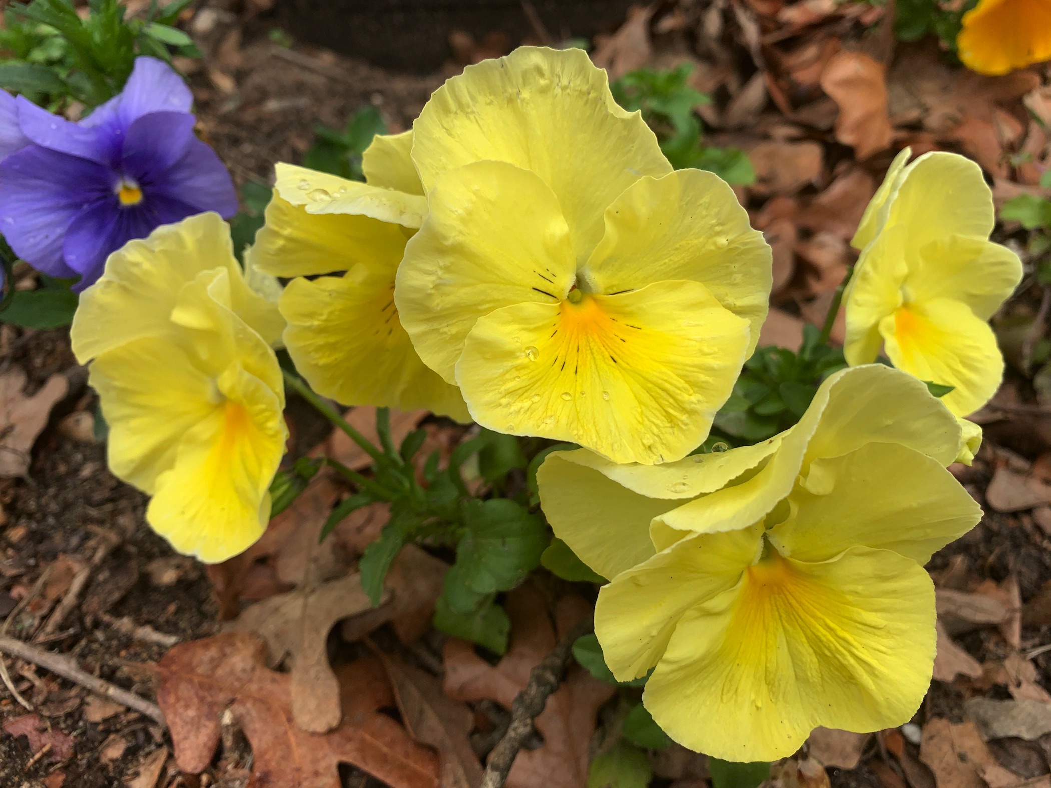 Photo of yellow and purple pansies