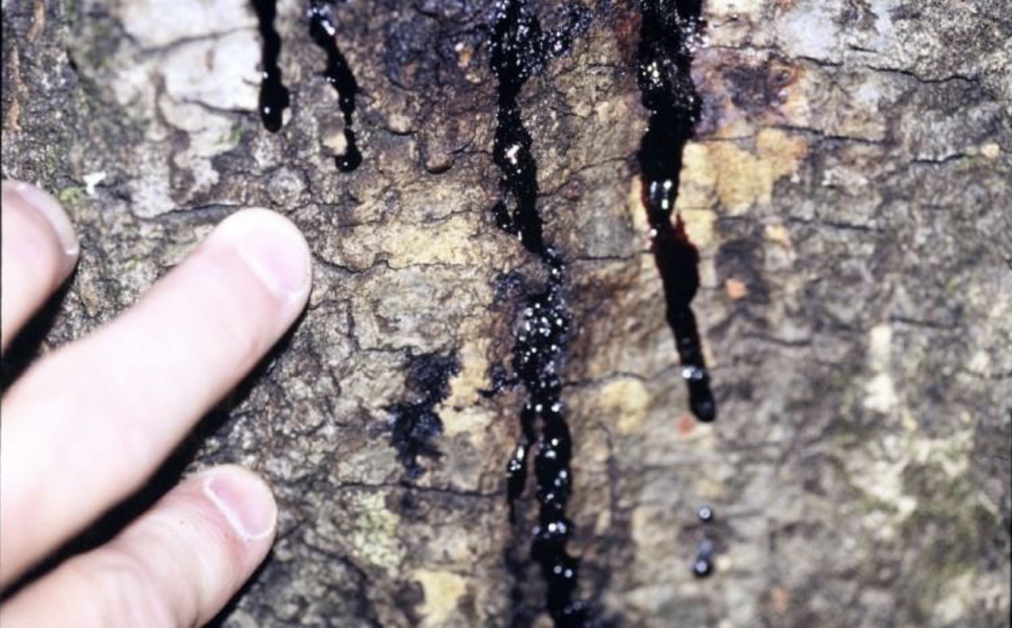 Photo of weeping bark due to Sudden Oak Death
