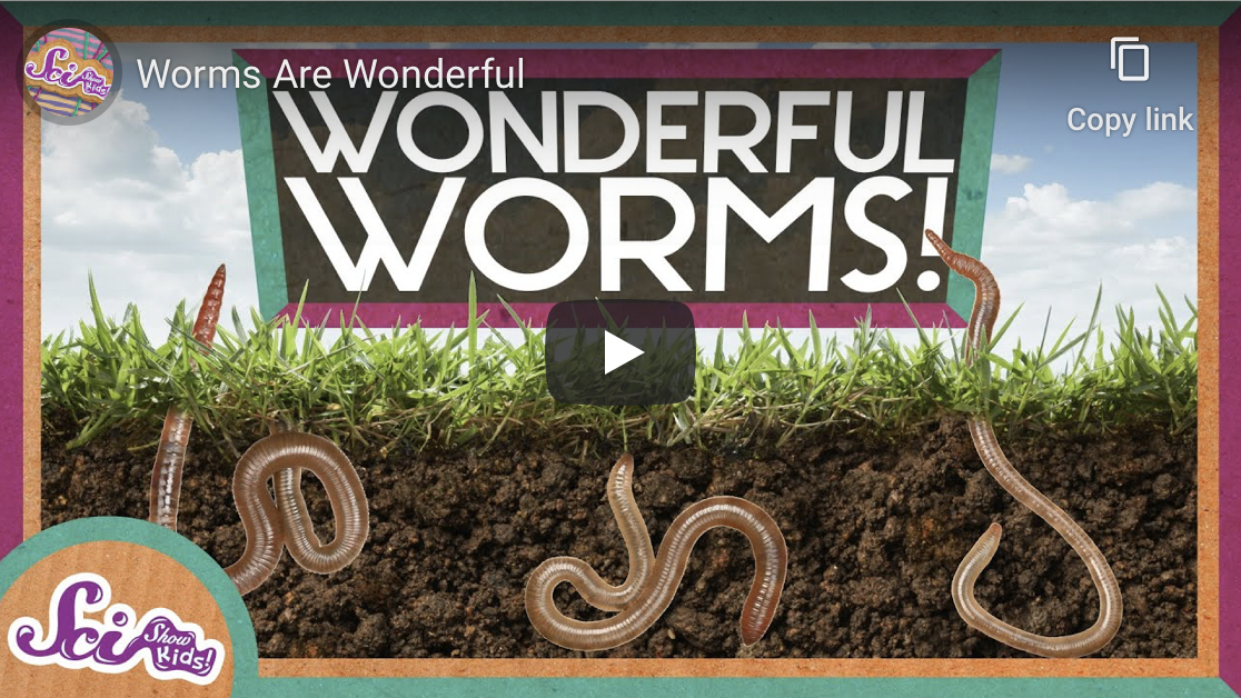 Worm Fun Page Graphic