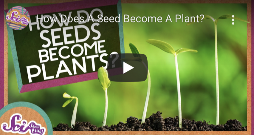 Seed Fun Page Graphic