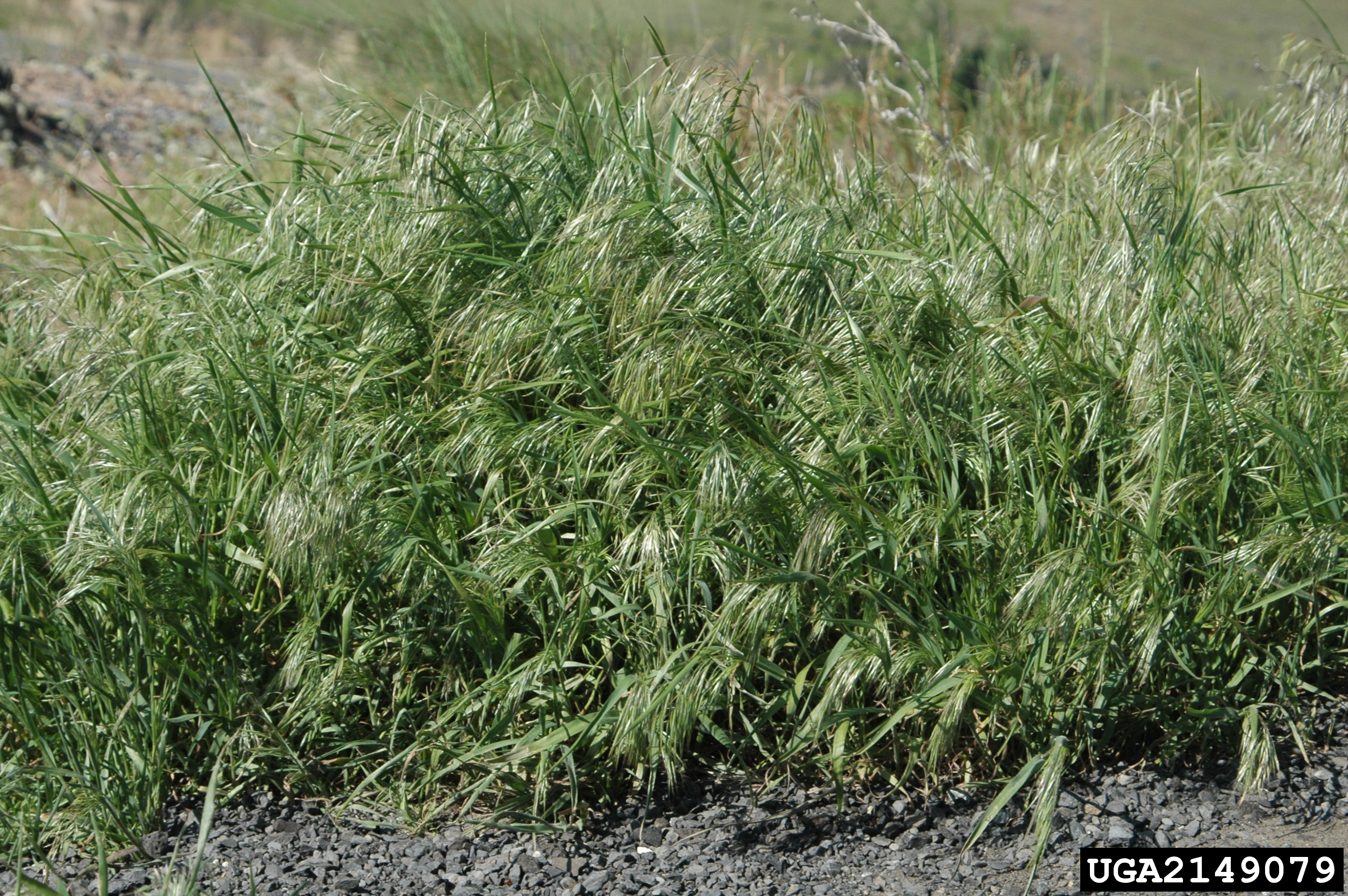 photo of cheatgrass