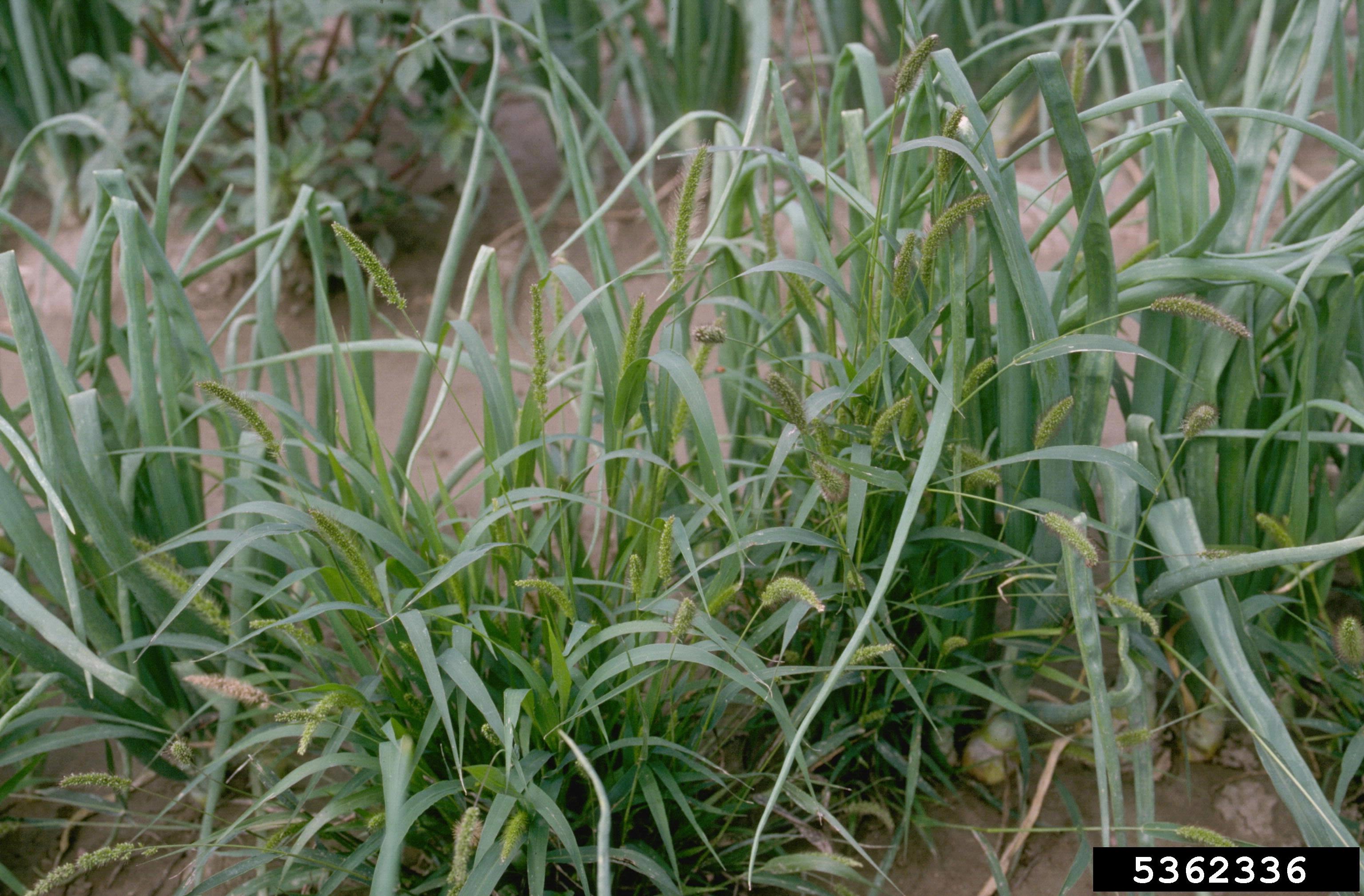 photo of foxtail
