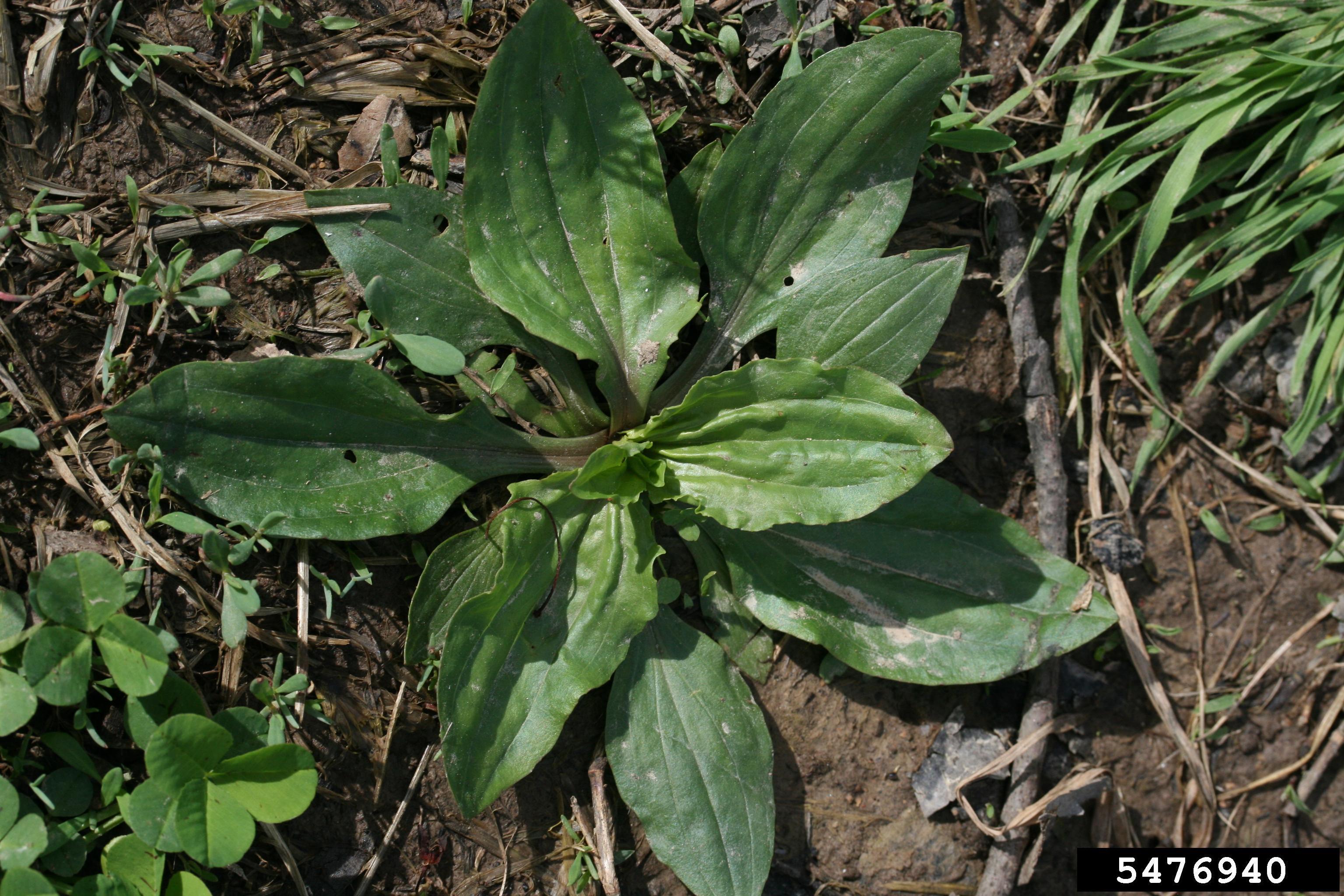 photo of plantain