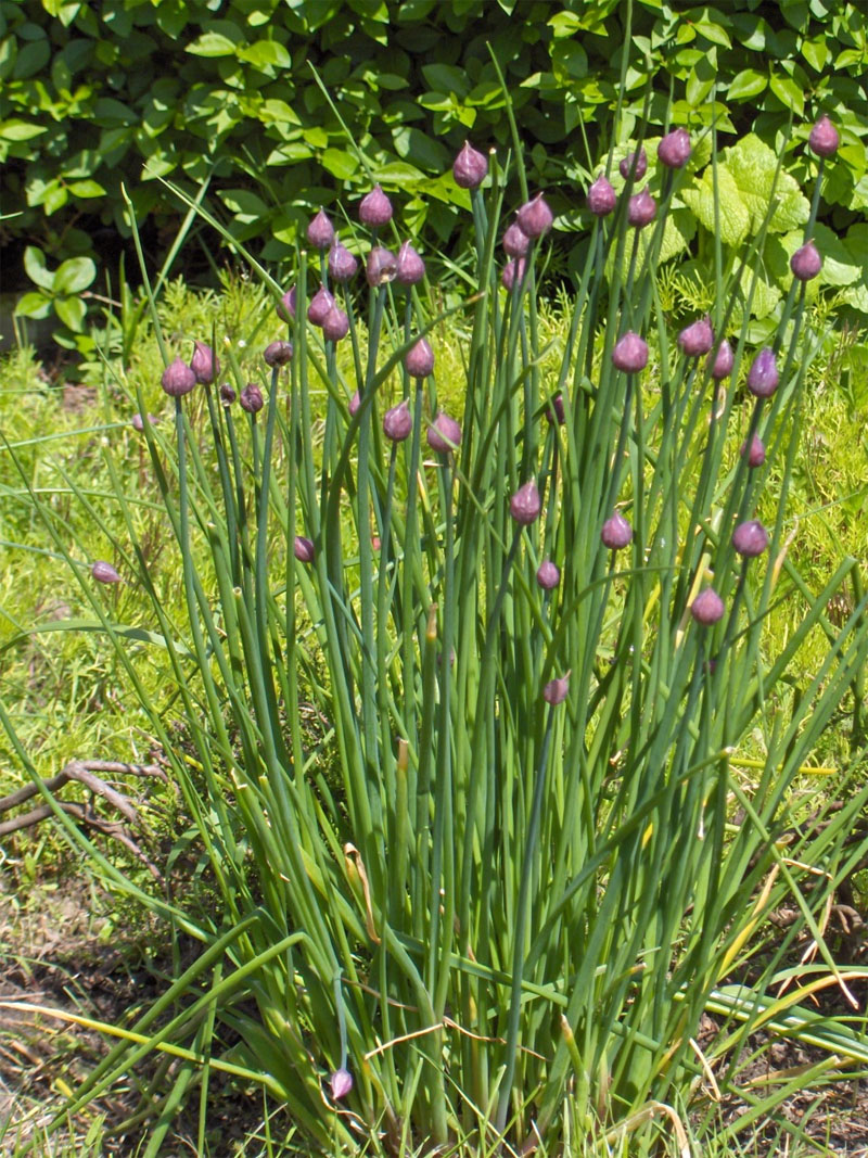 photo of chives