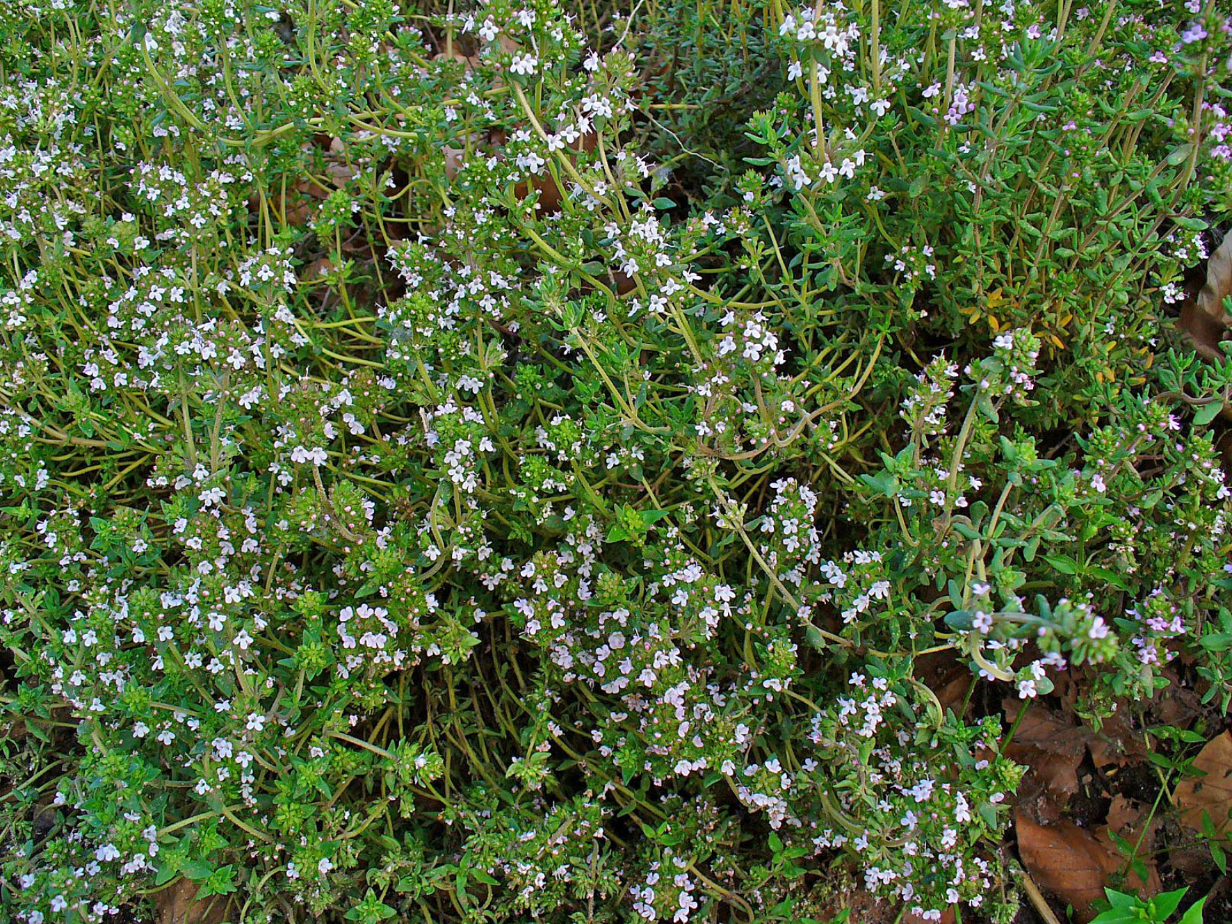 photo of thyme