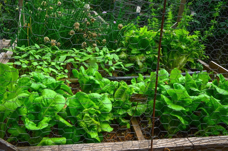 photo of vegetable garden